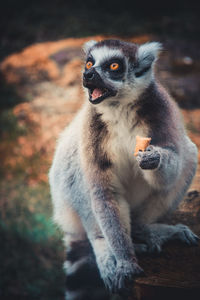 Portrait of monkey sitting on looking away