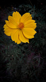 Close-up of yellow flower on field