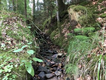 Plants growing on field