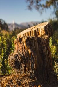 Close-up of tree stump