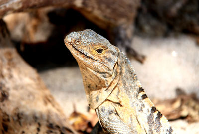 Close-up of a lizard on rock