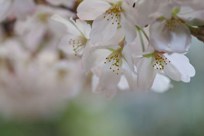 Close-up of white cherry blossom