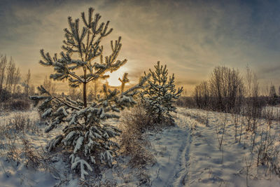 Bare trees on snow covered landscape