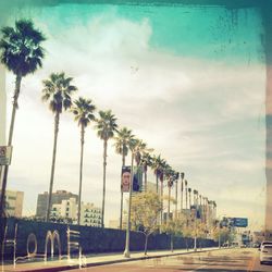 Palm trees against cloudy sky