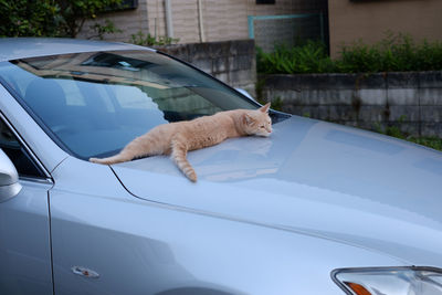 Close-up of dog on car