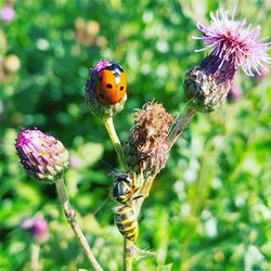 Close-up of ladybug on flower
