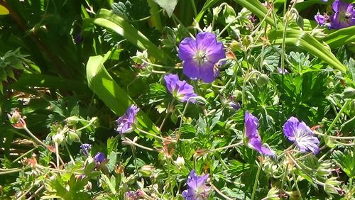 Close-up of purple flowers