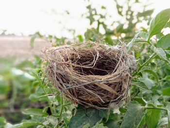 bird nest