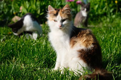Portrait of a cat on field