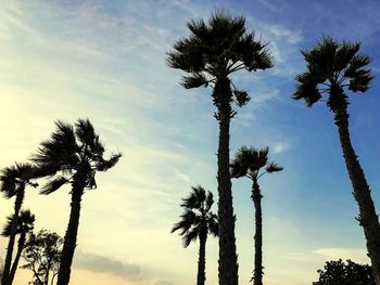Low angle view of coconut palm trees against sky