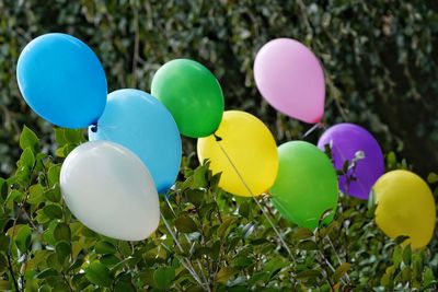 Low angle view of balloons against trees