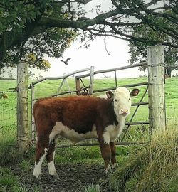 Cows in a field