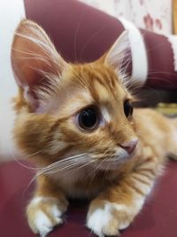 Close-up of cat looking away