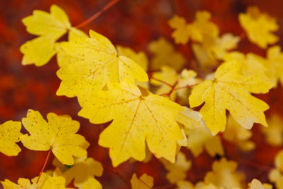 Yellow leaves at red background . autumn nature with leaves