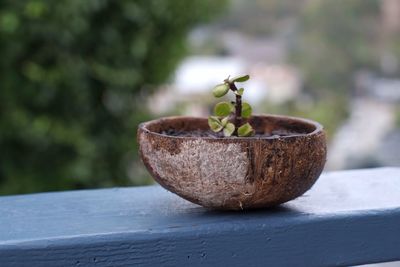 Close-up of potted plant on table