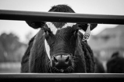 Close-up portrait of cow standing behind fence