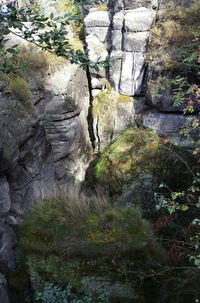 Moss growing on rocks in forest