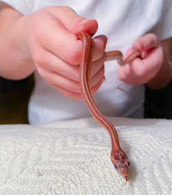 A handling a juvenile corn snake