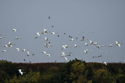 Flock of birds flying in the sky