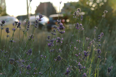 Close-up of purple flowering plants on field