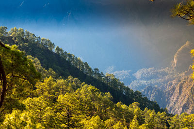 Scenic view of forest against sky