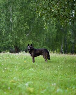 Dog on grassy field