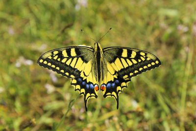 Butterfly pieridae on the flower and plant, nature and wildlife, insects life, green background.