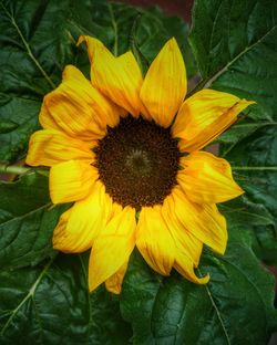 Close-up of yellow flower blooming in field