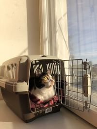 Cat sitting on window sill