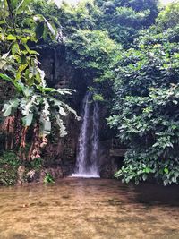 Scenic view of waterfall in forest