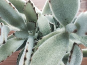 Close-up of prickly pear cactus