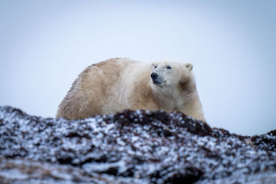 Polar bear stands behind ridge looking back