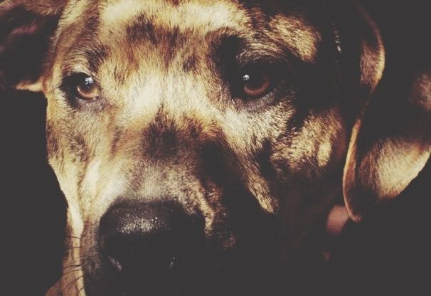 dog, animal themes, domestic animals, pets, one animal, portrait, looking at camera, mammal, animal head, close-up, indoors, animal body part, snout, focus on foreground, front view, no people, brown, selective focus, part of