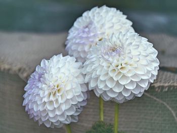 Close-up of white dahlia flower