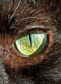 Extreme close up of eye