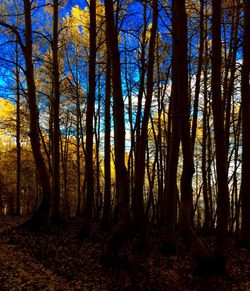 Trees in forest