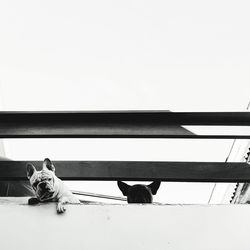 Dog standing on railing against clear sky