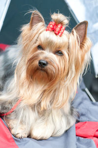 Close-up portrait of a dog