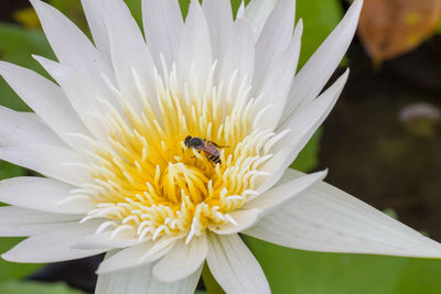 Close-up of bee pollinating flower