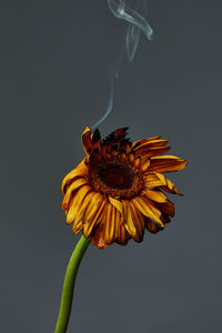 Close-up of wilted sunflower against black background