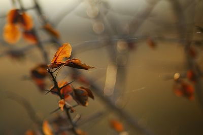 Close-up of leaves