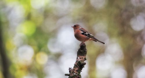 Close-up of bird perching on a branch