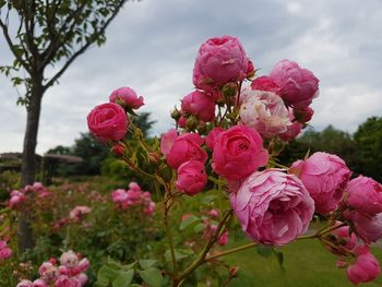 Close-up of pink roses