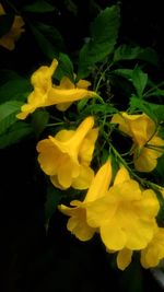 Close-up of yellow flowers blooming outdoors