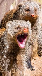 Close-up of angry mongooses
