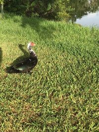 High angle view of a bird on field