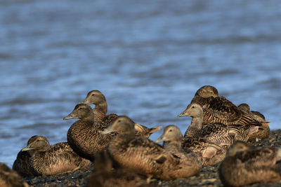 Ducks in a lake