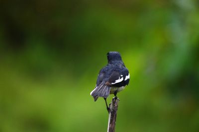 Close-up of bird perching on plant