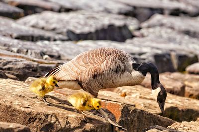 Side view of a bird on rock