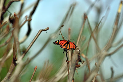 Close-up of butterfly on plant